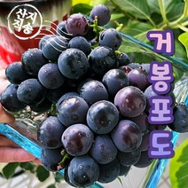 국내산 김천 거봉 포도 프리미엄 고당도 1kg 2수/2kg 4수/2kg 3수/2 kg 4수 선물용, 김천 거봉 4kg 5~6수 선물용