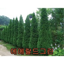 에메랄드그린 삽목2년묘(어린묘목) 10그루 나무 묘목 꽃나무 유실수 과일나무 조경수 울타리나무