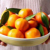 제주 직송 해거리농법 제철 제주하우스감귤 11~13브릭스 1kg 2.5kg 선물용, 2.5kg 꼬마(2S 미만)(47~60과), 1개