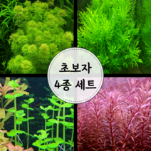 [수초마트] 초보자 4종 세트 (19줄기)