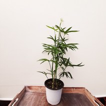 꽃파는농부 대나무홍콩야자