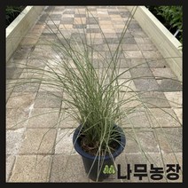 (나무농장) 억새 모닝라이트 7치 화분