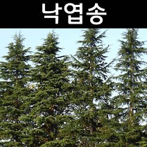 낙엽송 나무 묘목 H80cm내외 포트5개/정원/공원/조경수