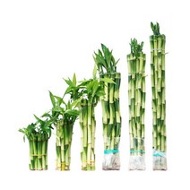 수경식물 개운죽 20cm 20개 / 개운죽 10cm~60cm 행운목 공기정화식물 학습재료, 행운목 1+1(중)