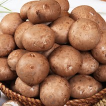 보령머쉬팜 포타벨라버섯(500g/1kg/2kg), 포타벨라 특500