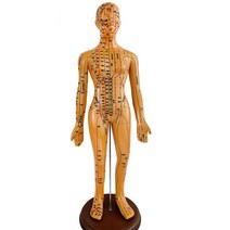 인체 경락 경혈 전신 모형 한의학 침술 교육용 기자재, 여성 48cm 모델
