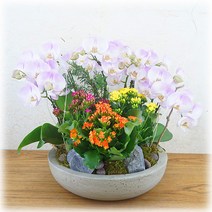 PFA056 개업/창업/개원 축하 선물 서양란 화분 화원