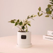 아침향기 공기정화식물 무광원형화분 무늬벤자민, 1개, (무광원형)화이트=무늬벤자민