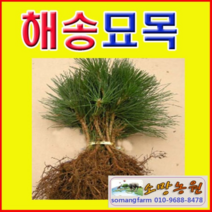 (A소망)해송 묘목(키 약1미터) 2그루, 1개