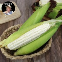 제천 착한농부 미백 찰옥수수 30개 50개 (17cm이상), (17cm내외)