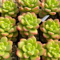 패리도트 다육식물 소품