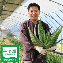 권도영알로에 유기농 생알로에 사포나리아 1kg 식용 먹는알로에, 3kg, 1개