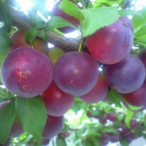 묘목/바이오체리/접목 1년/2주 KJ236-1, 1개