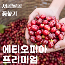 스페셜티 에티오피아 프리미엄 블랜드 (원두 커피 200g 500g) 코케허니 아바야게이샤 G1, 모카포트 분쇄
