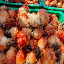 [통영수협84번중매인] 활멍게 2kg 깐멍게 500g 횟감용