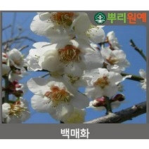 매화 꽃 나무 묘목 백매화 꽃 나무 묘목 2년생 흰색겹꽃