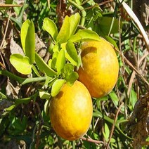 묘목/탱자나무/실생2년 뿌리묘(5주묶음) N185