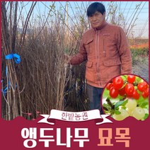 앵두나무 묘목 1년생 백앵두 과실수 유실수, 일반앵두, 특묘