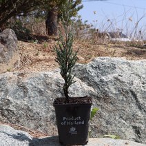 블루애로우 P9포트묘 묘목 고급울타리 원예 조경용 담장 아파트정원수 향나무 상록수, 1개