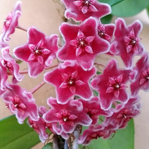 도희씨네 정원>> 사랑스러운 핑크별꽃 호야 카노사 핑크 199, 1개” class=”wr-img”></a></div>
</p></div>
</p></div>
</p></div>
<div class=