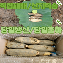 대구반야월농협연근작목반 흙연근(특)5kg