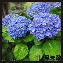 (나무농장) 마크로필라 수국 셈퍼플로랜스 C2 화분