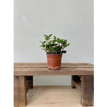 10~25cm 아몬드페페 소품 25