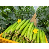 뽀빠이팜 산지직송 싱싱한백다다기오이 2kg 5kg 10kg, 1box, 백다다기 특 2kg (10개내외)