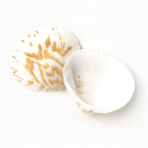 조개껍질 고둥 소라 불가사리 껍데기모음, 23 조개껍질-밤색 [100g]