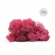 비오스 스칸디아모스 천연이끼 습도조절 공기정화 식물-20g, 20g-10번 시클라멘