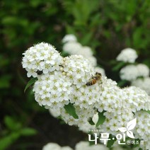 [나무인] 조팝나무 개화주 5그루