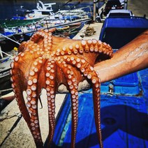 오늘 잡은 싱싱한 자연산 여수 돌문어 산지직송 2kg 4-8마리, 1개