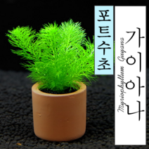 포트수초 밀리오필름sp 가이아나드워프 1포트, 단품