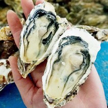 신선한 통영 해산물들 털게 멍게굴 가리비 등, 1box, 하프셀2단