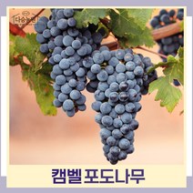 포도나무 묘목 켐벨 결실주(분) 1개