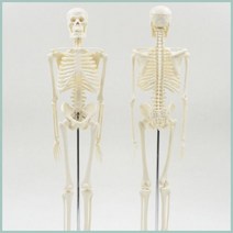 해골 모형 인체 학습 뼈구조 골격 연구 실습 창의 의학 과학 병원 실험 교구 교재