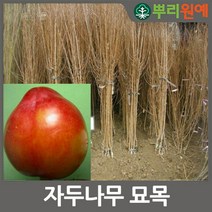 자두나무 묘목 대석올자두나무 2년생 대석자두 봄에 심을만한 묘목 ys