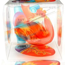 심장 모형 큐브 (10인용)