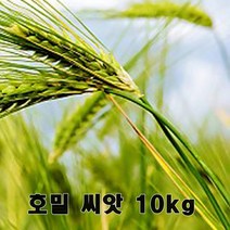 호밀씨앗 10kg - 토질개량 초생재배 모종