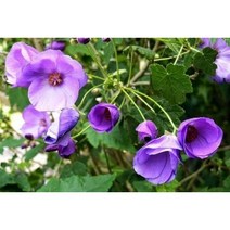 [모야모 꽃씨] 블루아부틸론 5립, 소포장 5립