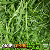 와일드루꼴라 500g 1kg 베이비루꼴라 arugula 샐러드채소 다이어트 샐러드 음식 재료, 1개