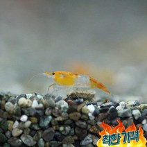 청룡 오렌지릴리새우(5마리) 생이새우 애완 관상용 새우 키우기