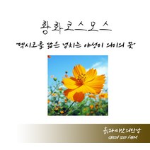 황화코스모스 50g 황화코스모스씨 황화코스모스종자 황화코스모스씨앗