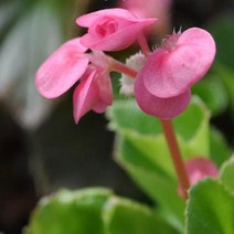 꽃모종 /팝콘베고니아 10cm포트/2개 Y124, 2개