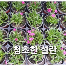 설란/청초한설란, 설란