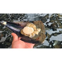 통영직배송 키조개관자 캠핑조개구이 200g 400g, 키조개_통관자_200g, 1개