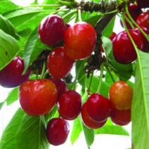 체리묘목/자가결실 타르트 체리 몬트모렌시/접목 1년 (산벚 대목)2주 KJ324