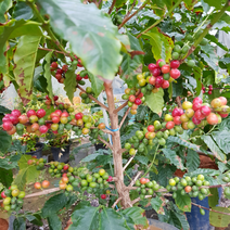 [해피그린 화원] 만인의 사랑을 설레이게 하는 커피나무 150 화원 농원