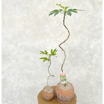 황칠나무 키우기 S자 수형 선이 고운 거실 인테리어 실내 화초 식물 카페 개업축하 화분, 소품 S자 황칠나무 (플라스틱기본포트), 1개