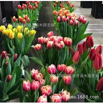 튤립 종 볼 멀티 -볼드 볼 뿌리 툴립 수생 수생입니다 씨앗 꽃 묘목 차갑게 -저항성, 튤립 종 볼 2.5 cm 직경